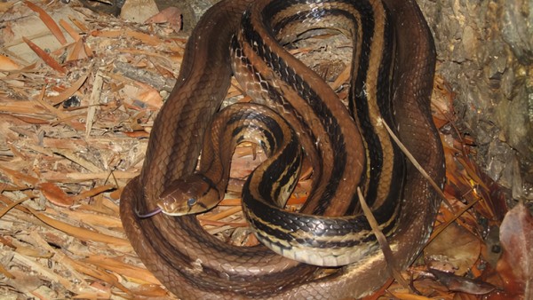 Tozalashchilar koz yugurtirmoqda Gozal sekin yumshoq jinsiy aloqa