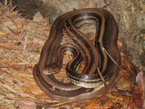 Sawah Indramayu Jadi Rumah Baru Ribuan Ular demi Perangi Tikus