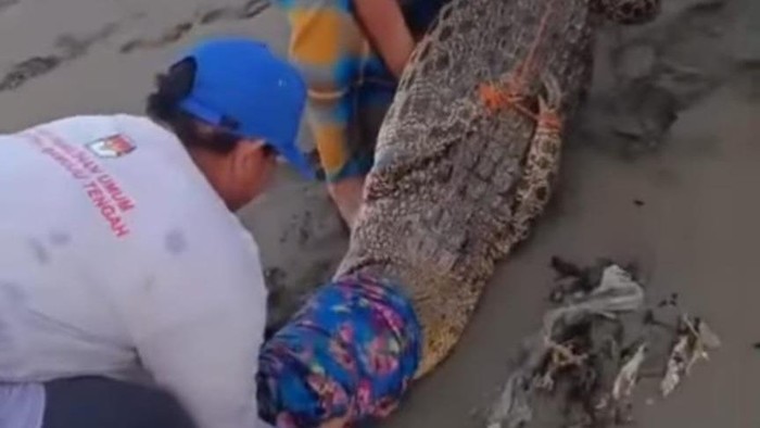 Warga di Mamuju Tengah tangkap 3 ekor buaya di muara pantai.