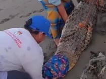 Melihat Aksi Warga Ramai-ramai Tangkap Buaya Ukuran 3 Meter