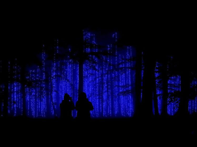 Warna-warni Instalasi Lampu di Hutan Belgia