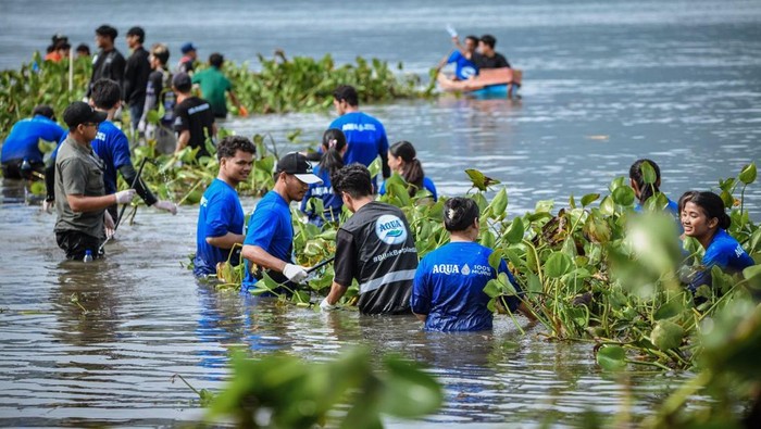 AQUA Bersihkan 12 Ton Eceng Gondok Danau Toba