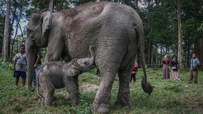 Bayi dan induk gajah di Riau usai melahirkan. (Dok Balai BKSDA Riau)