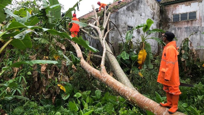 Evakuasi pohon tumbang saat terjadi cuaca ekstrem.
