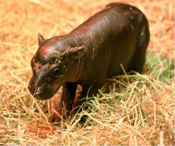 Haggis, kuda nil kerdil saingan Moo Deng