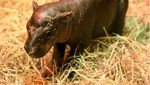 Foto: Adu Gemas Bayi Kuda Nil Moo Deng VS Haggis, Mana Jagoanmu?
