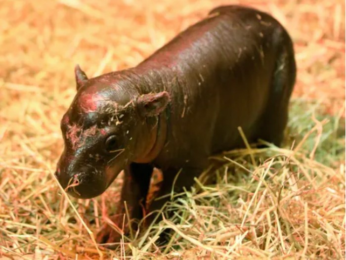 Haggis, kuda nil kerdil saingan Moo Deng
