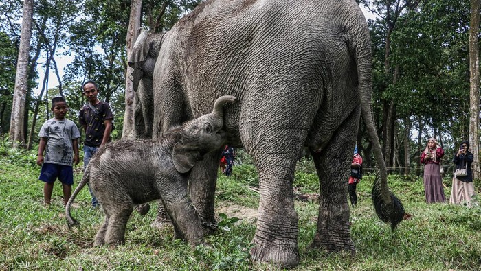 Seekor bayi gajah Sumatera (Elephas maximus sumatranus) yang baru lahir berada di dekat induknya di Kawasan Taman Wisata Alam Buluh Cina, Kabupaten Kampar, Riau, Senin (4/11/2024). Bayi gajah betina yang lahir pada Senin (4/11/2024) pukul 01.00 WIB dengan berat 84 kg, lingkar dada 112 cm dan tinggi bahu 83 cm tersebut merupakan hasil perkawinan induk gajah bernama Ngatini (24) dan jantan bernama Robin (25).