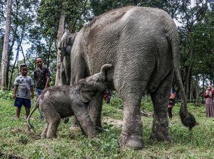 Momentum Hari Gajah, Pakar IPB Ingatkan PR Berat Selamatkan Gajah Indonesia