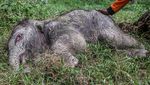 Kabar Bahagia! Gajah Ngatini Lahirkan Bayi Betina di TWA Buluh Cina