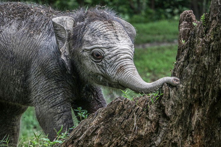 Seekor bayi gajah Sumatera (Elephas maximus sumatranus) yang baru lahir berada di dekat induknya di Kawasan Taman Wisata Alam Buluh Cina, Kabupaten Kampar, Riau, Senin (4/11/2024). Bayi gajah betina yang lahir pada Senin (4/11/2024) pukul 01.00 WIB dengan berat 84 kg, lingkar dada 112 cm dan tinggi bahu 83 cm tersebut merupakan hasil perkawinan induk gajah bernama Ngatini (24) dan jantan bernama Robin (25).