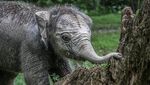 Kabar Bahagia! Gajah Ngatini Lahirkan Bayi Betina di TWA Buluh Cina