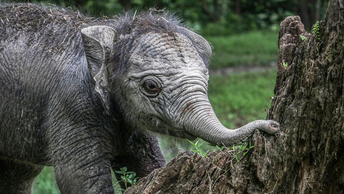 Kabar Bahagia! Gajah Ngatini Lahirkan Bayi Betina di TWA Buluh Cina Seekor bayi gajah Sumatera (Elephas maximus sumatranus) yang baru lahir berada di dekat induknya di Kawasan Taman Wisata Alam Buluh Cina, Kabupaten Kampar, Riau, Senin (4/11/2024). Bayi gajah betina yang lahir pada Senin (4/11/2024) pukul 01.00 WIB dengan berat 84 kg, lingkar dada 112 cm dan tinggi bahu 83 cm tersebut merupakan hasil perkawinan induk gajah bernama Ngatini (24) dan jantan bernama Robin (25).