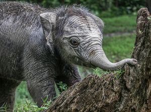 Potret Menggemaskan Bayi Gajah Ngatini yang Lahir di TWA Kampar
