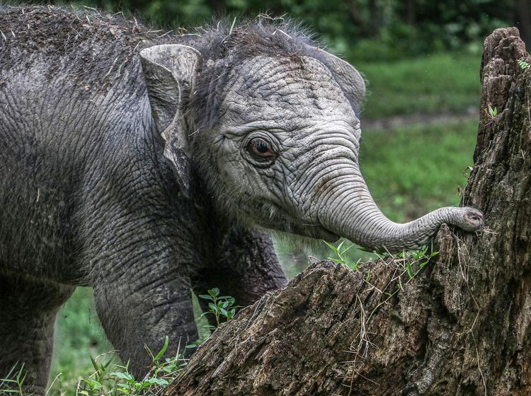 Potret Menggemaskan Bayi Gajah Ngatini yang Lahir di TWA Kampar