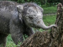 Potret Menggemaskan Bayi Gajah Ngatini yang Lahir di TWA Kampar