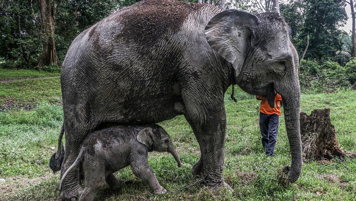 Seekor bayi gajah Sumatera (Elephas maximus sumatranus) yang baru lahir berada di dekat induknya di Kawasan Taman Wisata Alam Buluh Cina, Kabupaten Kampar, Riau, Senin (4/11/2024). Bayi gajah betina yang lahir pada Senin (4/11/2024) pukul 01.00 WIB dengan berat 84 kg, lingkar dada 112 cm dan tinggi bahu 83 cm tersebut merupakan hasil perkawinan induk gajah bernama Ngatini (24) dan jantan bernama Robin (25).