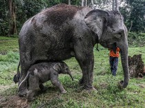 Kabar Bahagia! Gajah Ngatini Lahirkan Bayi Betina di TWA Buluh Cina
