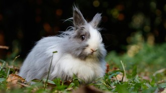 Pulau Kelinci Jepang Siapkan Pajak Wisata, Cegah Overtourism