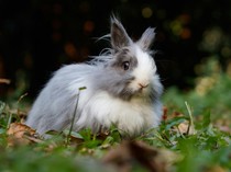 Hukum Memakan Daging Kelinci dalam Islam, Halal atau Haram?