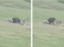 Lagi Piknik, Sekelompok Orang India Dikejar dan Diterkam Macan