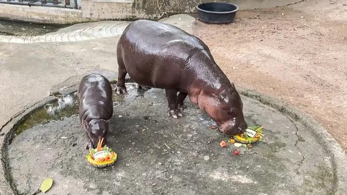 This screengrab taken from handout video footage released by Khao Kheow Open Zoo on November 4, 2024 shows Moo Deng (L), a four-month-old pygmy hippo who has recently become a viral internet sensation, eating a dish of carved fruit with Donald Trumps name in Thai, with its mother Joana (R) in their enclosure at Khao Kheow Open Zoo in Chon Bburi province. (AFP)