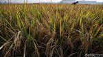 Upaya Pemerintah Genjot Produksi Beras Nasional