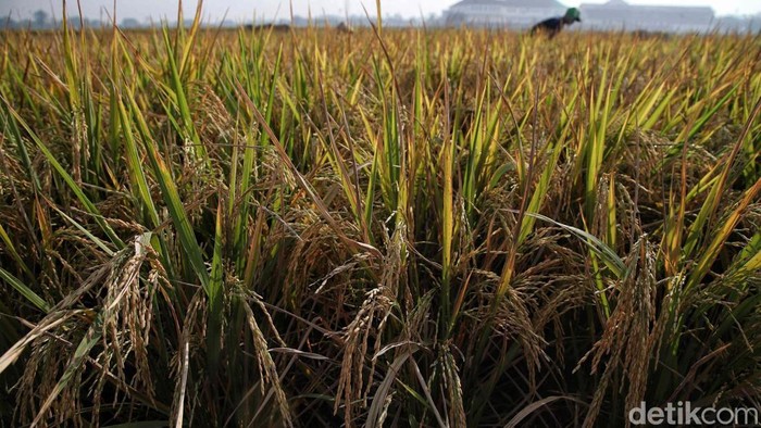 Pemerintah Genjot Produksi Beras Nasional Pemerintah menargetkan produksi beras nasional mencapai 32 juta ton pada 2025. Sejumlah langkah diambil untuk menggenjot produksi beras.