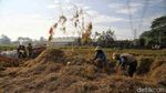 Upaya Pemerintah Genjot Produksi Beras Nasional