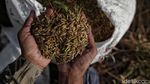 Upaya Pemerintah Genjot Produksi Beras Nasional