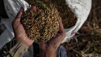 Diketahui produksi beras pada Januari hingga Oktober 2024 diproyeksikan sebesar 26,93 juta ton. Sementara itu konsumsi pada periode tersebut diproyeksikan 25,73 juta ton. Dengan demikian selisih produksi beras pada Januari hingga Oktober 2024 diproyeksi 1,9 juta ton dan pada September 2024 produksi beras akan mencapai 2,87 juta ton.