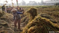 Sejumlah petani menggiling gabah kering saat panen raya di kawasan Desa Srijaya, Kabupaten Bekasi, Jawa Barat, Selasa (5/11/2024).