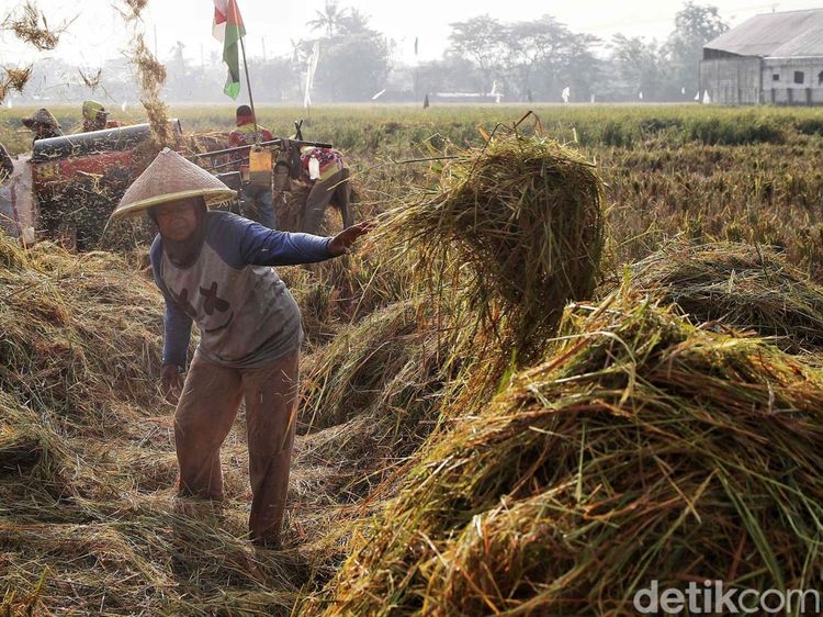 Upaya Pemerintah Genjot Produksi Beras Nasional