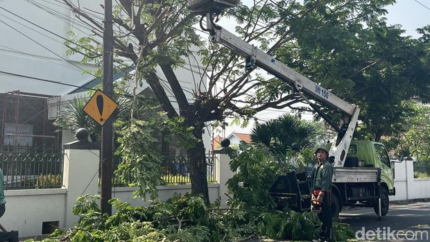 perampingan pohon di surabaya