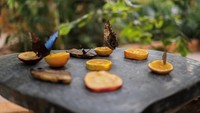 Proyek ini melibatkan pengukuran berat badan lebih dari 50.000 spesimen kupu-kupu selama satu abad untuk memodelkan ukuran tubuh mereka yang semakin mengecil sebagai respons terhadap perubahan iklim.
