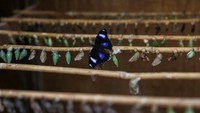 Agronomis Konstantinos Anagnostellis, adalah bagian dari tim yang mengerjakan proyek penelitian MEIOSIS - kata Yunani untuk menyusut - oleh Universitas Yunani Ioannina.
