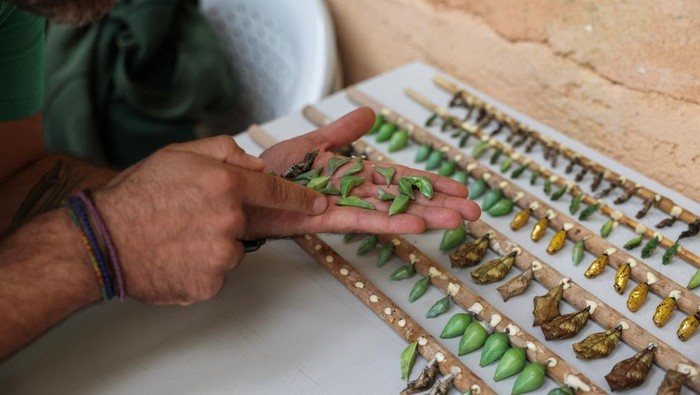 Perubahan Iklim Mengancam Populasi Kupu-kupu A butterfly sits inside a breeding box after hatching from its cocoon, at the Attica Zoological Park, near Athens, Greece, October 18, 2024. REUTERS/Stelios Misinas