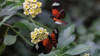 Panas memaksa kupu-kupu terbang ke tempat yang lebih dingin dengan lebih sedikit makanan. Kebakaran hutan yang memburuk di Yunani juga mengurangi akses terhadap makanan karena hilangnya padang rumput, kata Anagnostellis.