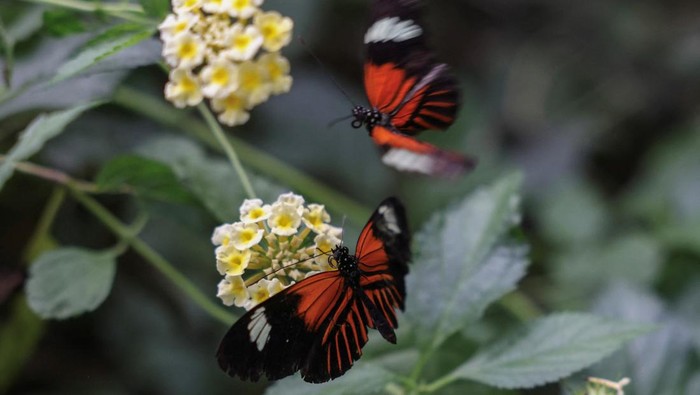 Perubahan Iklim Mengancam Populasi Kupu-kupu A butterfly sits inside a breeding box after hatching from its cocoon, at the Attica Zoological Park, near Athens, Greece, October 18, 2024. REUTERS/Stelios Misinas