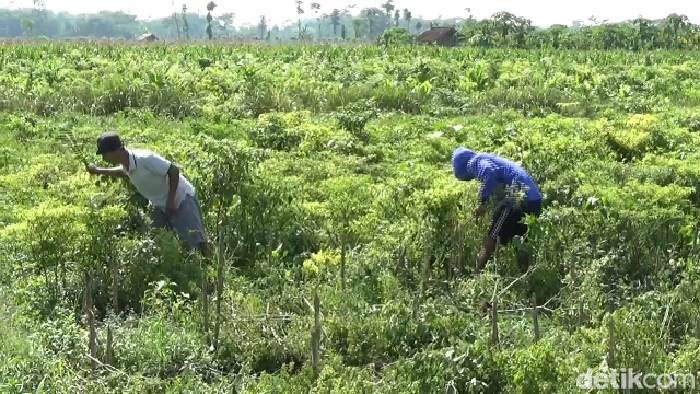 petani panen cabai di lumajang
