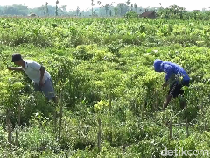 Petani Lumajang Babat Habis Tanaman Cabai gegara Harga Anjlok Rp 3 Ribu/Kg
