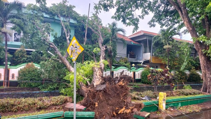 Petugas saat mengevakuasi dua pohon tumbang yang menimpa bangunan salah satu SMA negeri di Jalan Sumuran, Palbapang, Bantul, Selasa (5/11/2024).