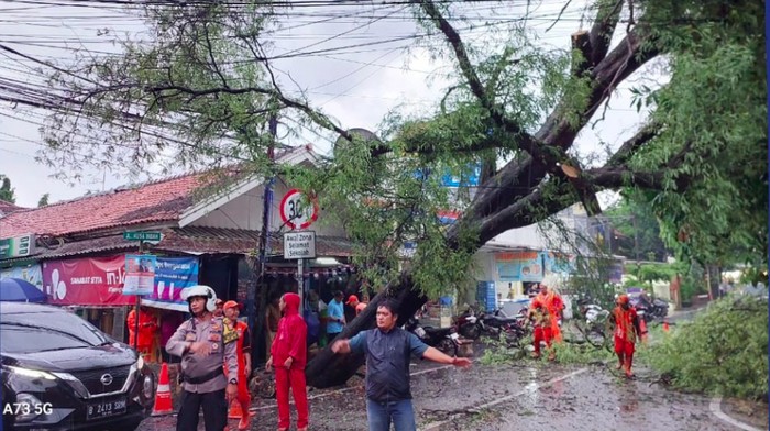 Pohon tumbang terjadi di Cipete, Jakarta Selatan (Jaksel). Lalu lintas di sekitar lokasi dilaporkan tersendat. (Twitter @TMCPoldaMetro)