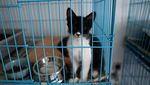 Potret Kucing-kucing yang Diselamatkan dari Serangan Israel di Lebanon