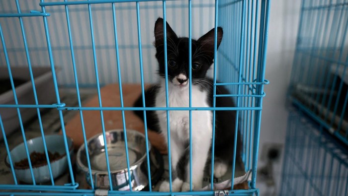 Potret Kucing-kucing yang Diselamatkan dari Serangan Israel di Lebanon Animals Lebanon Vice-President Maggie Shaarawi tends to a cat she rescued from a strike site in Beirut suburbs, amid the ongoing hostilities between Hezbollah and Israeli forces, in Beirut, Lebanon, October 11, 2024. REUTERS/Emilie Madi