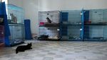 Potret Kucing-kucing yang Diselamatkan dari Serangan Israel di Lebanon