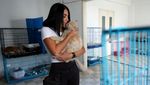 Potret Kucing-kucing yang Diselamatkan dari Serangan Israel di Lebanon