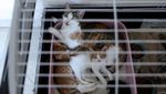 Potret Kucing-kucing yang Diselamatkan dari Serangan Israel di Lebanon