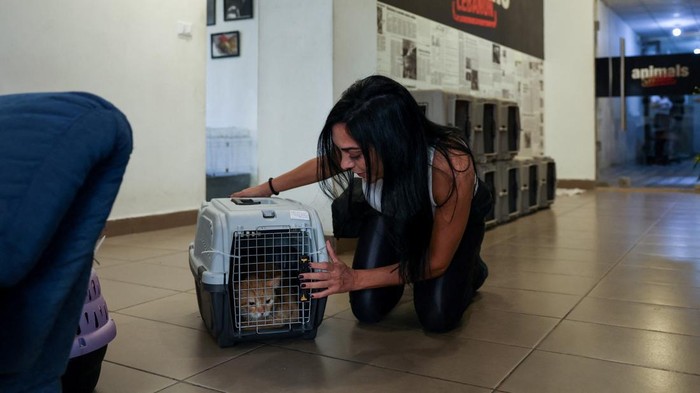 Potret Kucing-kucing yang Diselamatkan dari Serangan Israel di Lebanon Animals Lebanon Vice-President Maggie Shaarawi tends to a cat she rescued from a strike site in Beirut suburbs, amid the ongoing hostilities between Hezbollah and Israeli forces, in Beirut, Lebanon, October 11, 2024. REUTERS/Emilie Madi