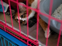 Potret Kucing-kucing yang Diselamatkan dari Serangan Israel di Lebanon